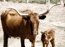Picture of Longhorns at Fort Griffin