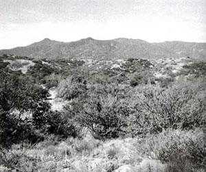 Picture of Signal Peak